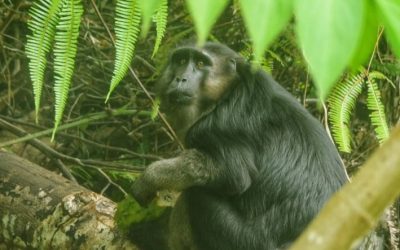 Berita Biodiversity 01