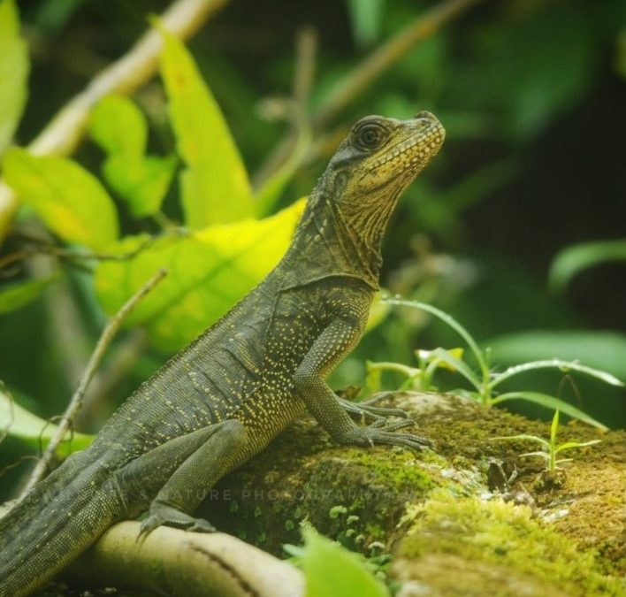 Keanekaragaman Hayati (Biodiversity)