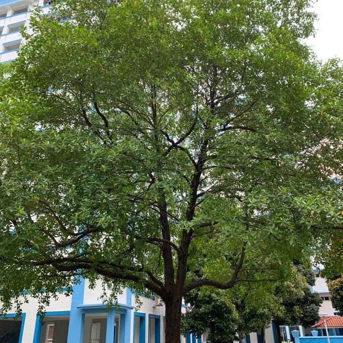 Kulahi/ Tambesu