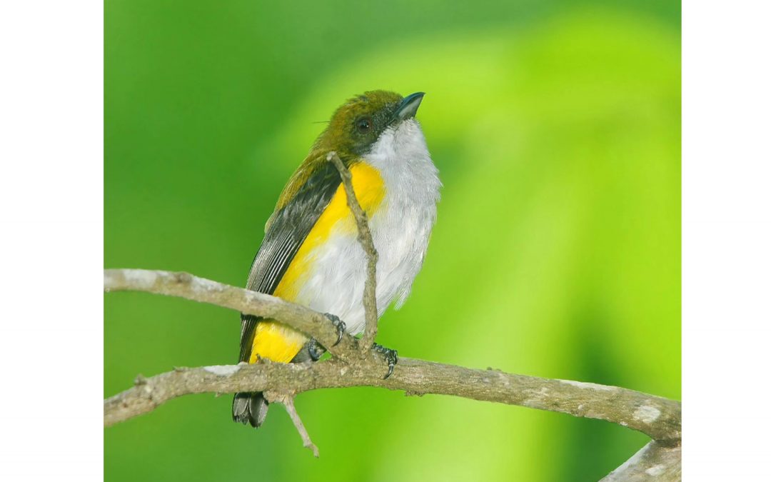Burung Cabai Panggul Kuning (Dicaeum aureolimbatum)