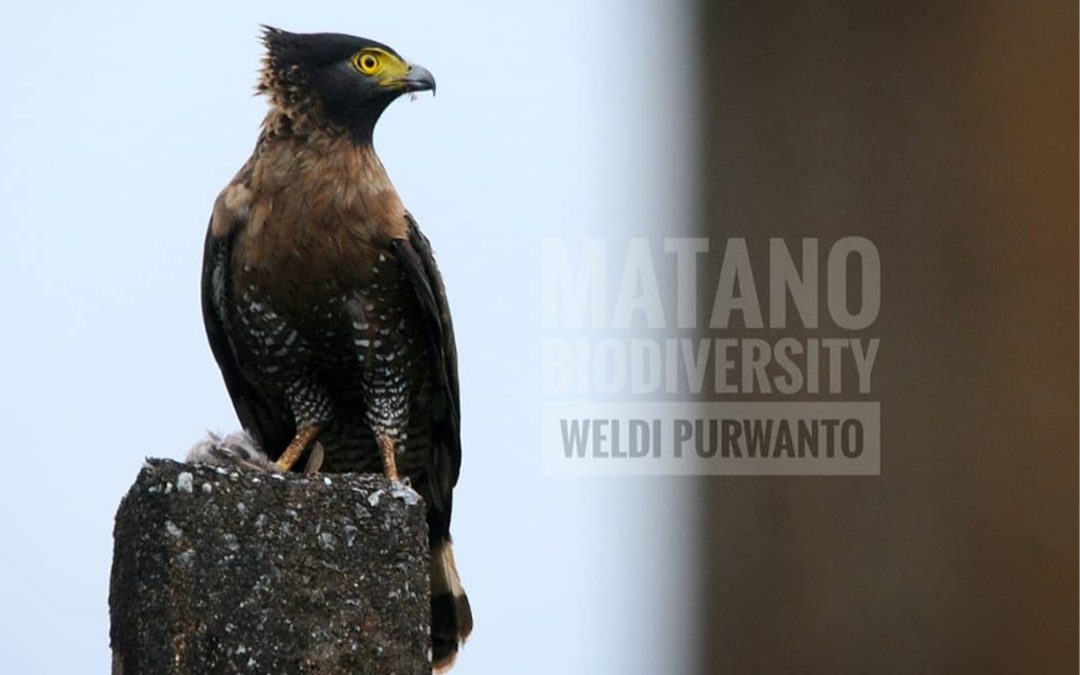 Elang-Ular Sulawesi (Spilornis rufipectus)