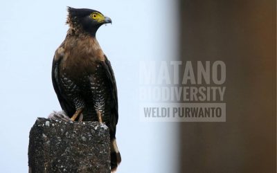 Elang-Ular Sulawesi (Spilornis rufipectus)