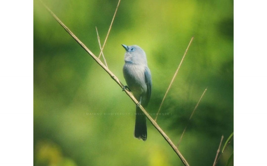 Kehicap Sulawesi (Hypothymis puella)