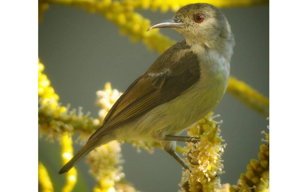 Burung-madu Kelapa (Anthreptes malacensis)