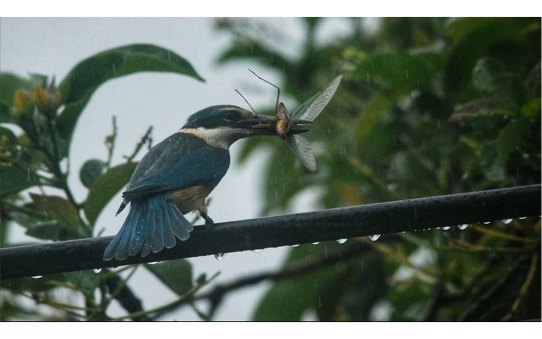 Cekakak Suci (Todiramphus sanctus)
