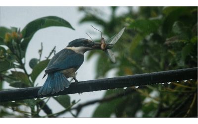 Cekakak Suci (Todiramphus sanctus)