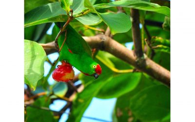Serindit Sulawesi (Loriculus stigmatus)