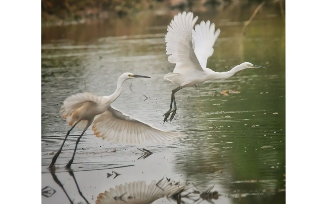 Kuntul Besar (Ardea alba)