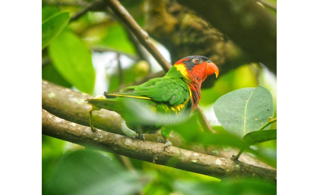 Perkici Dora (Trichoglossus ornatus)