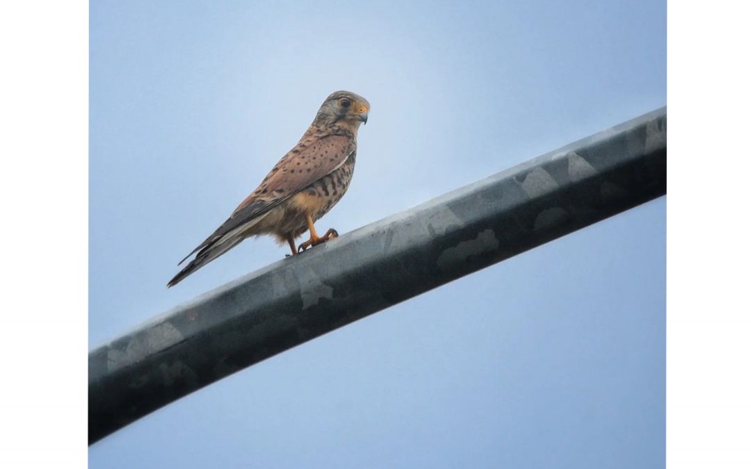 Alap-alap Sulawesi (Accipiter griseiceps)