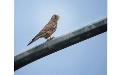 Alap-alap Sulawesi (Accipiter griseiceps)