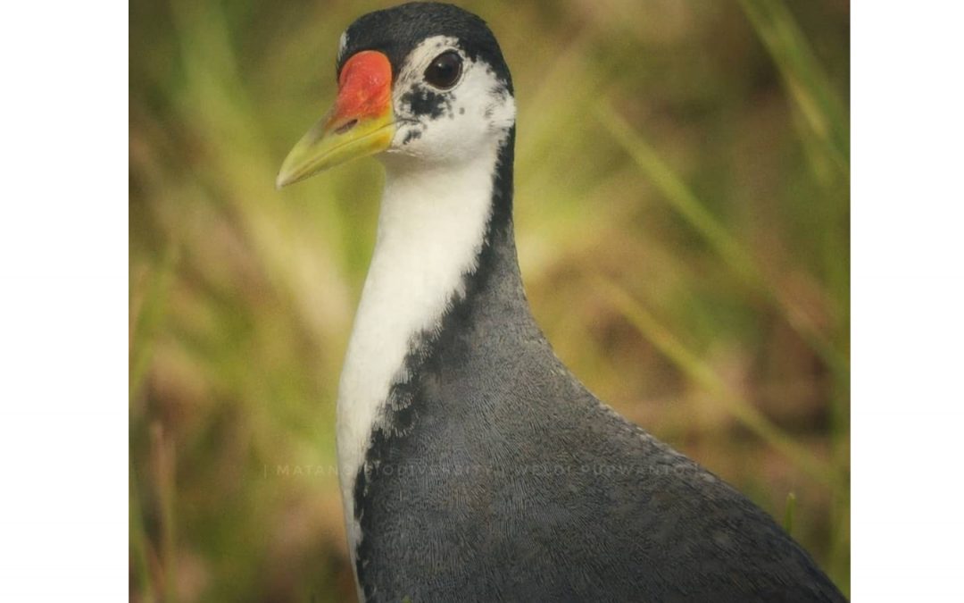 Kareo Padi (Amaurornis phoenicurus)