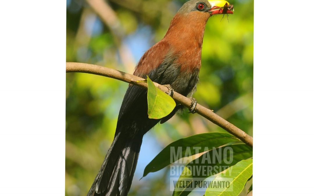 Kadalan Sulawesi (Phaenicophaeus calyorhynchus)
