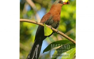 Kadalan Sulawesi (Phaenicophaeus calyorhynchus)