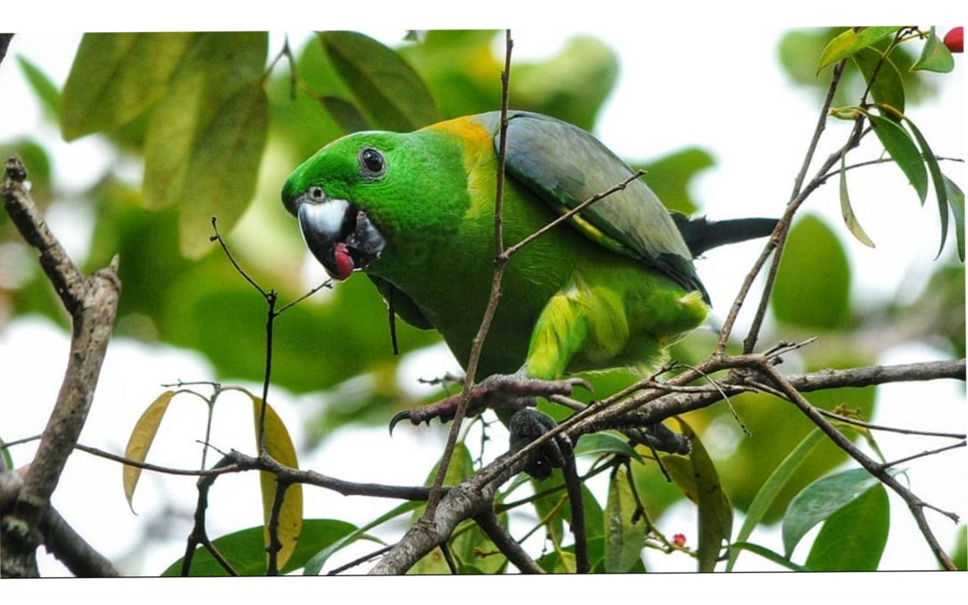 Kring-kring Bukit (Prioniturus platurus)