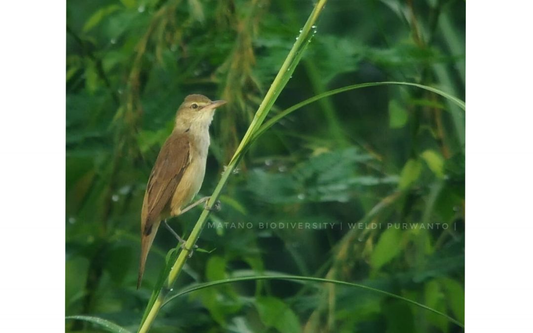 Kerakbasi Ramai (Acrocephalus stentoreus)