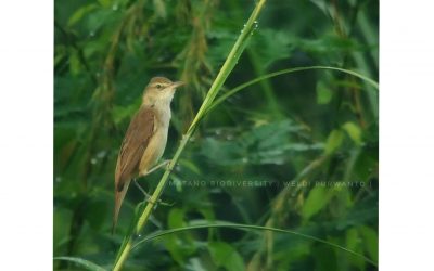 Kerakbasi Ramai (Acrocephalus stentoreus)