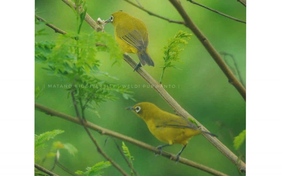 Kacamata Laut (Zosterops chloris)