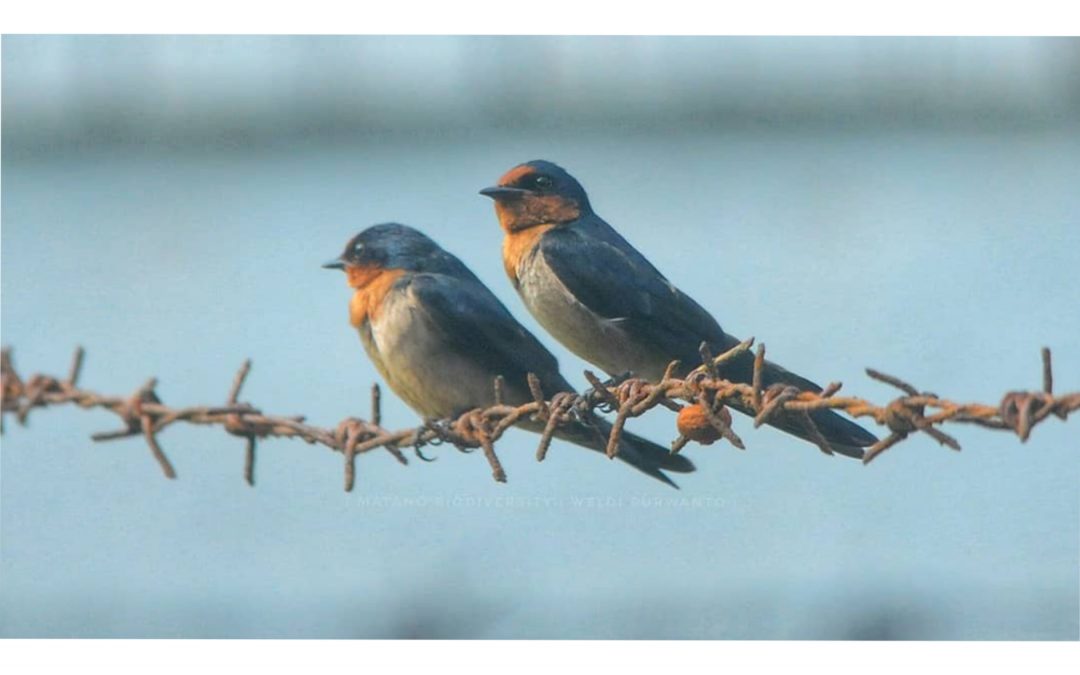 Layang-layang Batu (Amaurornis phoenicurus)