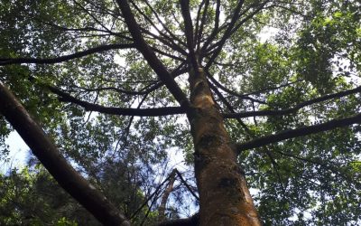 Peran Tumbuhan Air dalam Ekosistem Danau Matano dan Towuti