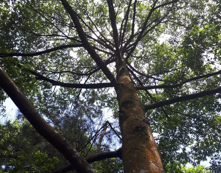 Peran Tumbuhan Air dalam Ekosistem Danau Matano dan Towuti