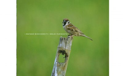 Burung Gereja Erasia (Passer montanus)