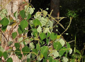 Malotus (Homalanthus populneus)