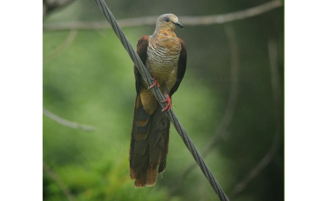 Uncal Sulawesi (Macropygia albicapilla)