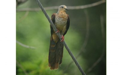 Uncal Sulawesi (Macropygia albicapilla)