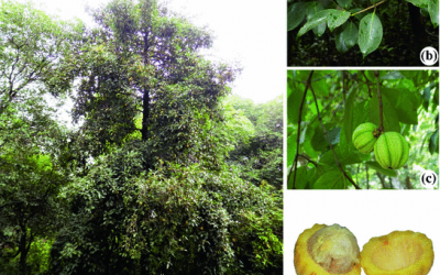 Mamire (Garcinia spp)