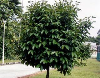 Manggis (Garcinia mangostana)