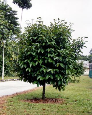 Manggis (Garcinia mangostana)