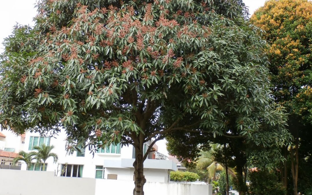 Mangga Hutan (Mangifera foetida)