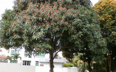 Mangga Hutan (Mangifera foetida)