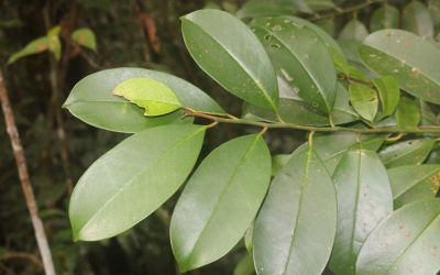 Belulang (Stemonurus celebicus)