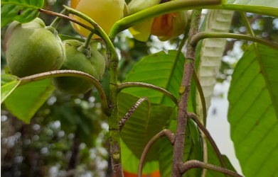 Dengen Buah Kecil (Dillenia celabica)