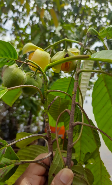 Dengen Buah Kecil (Dillenia celabica)