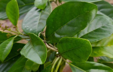 Kayu Puteh (Teijsmanniodendron spp.)