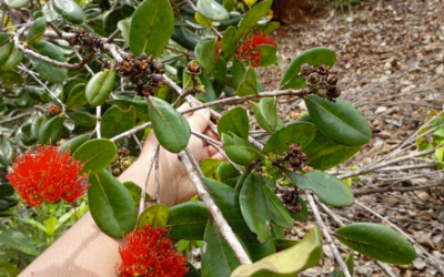 Kaloju Merah (Xanthostemon confertiflorus)