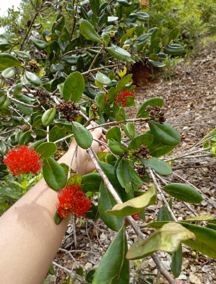 Kaloju Merah (Xanthostemon confertiflorus)