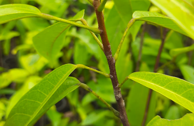 Hantap (Sterculia oblongata R.B)