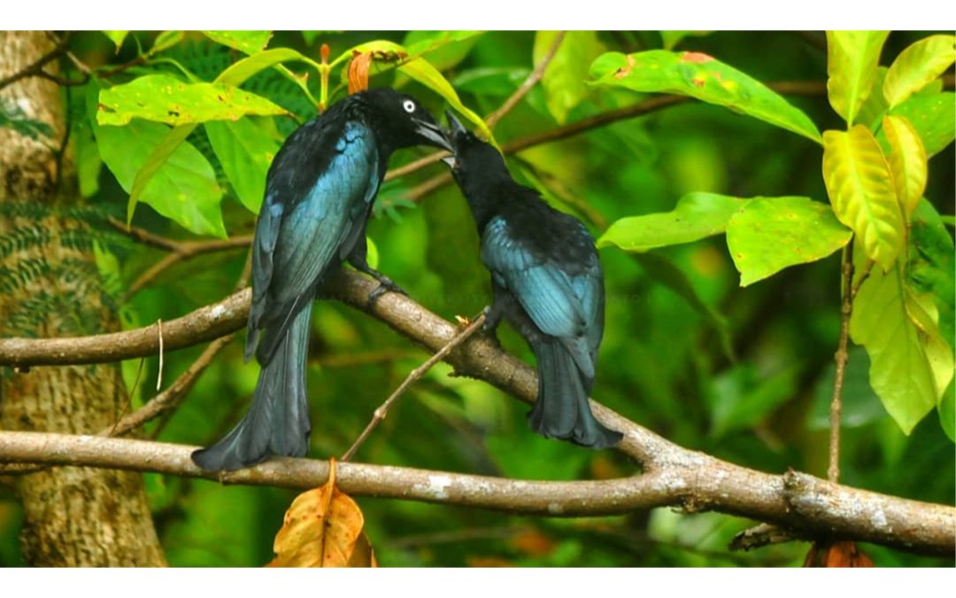 Srigunting Jambul-rambut (Dicrurus hottentottus)