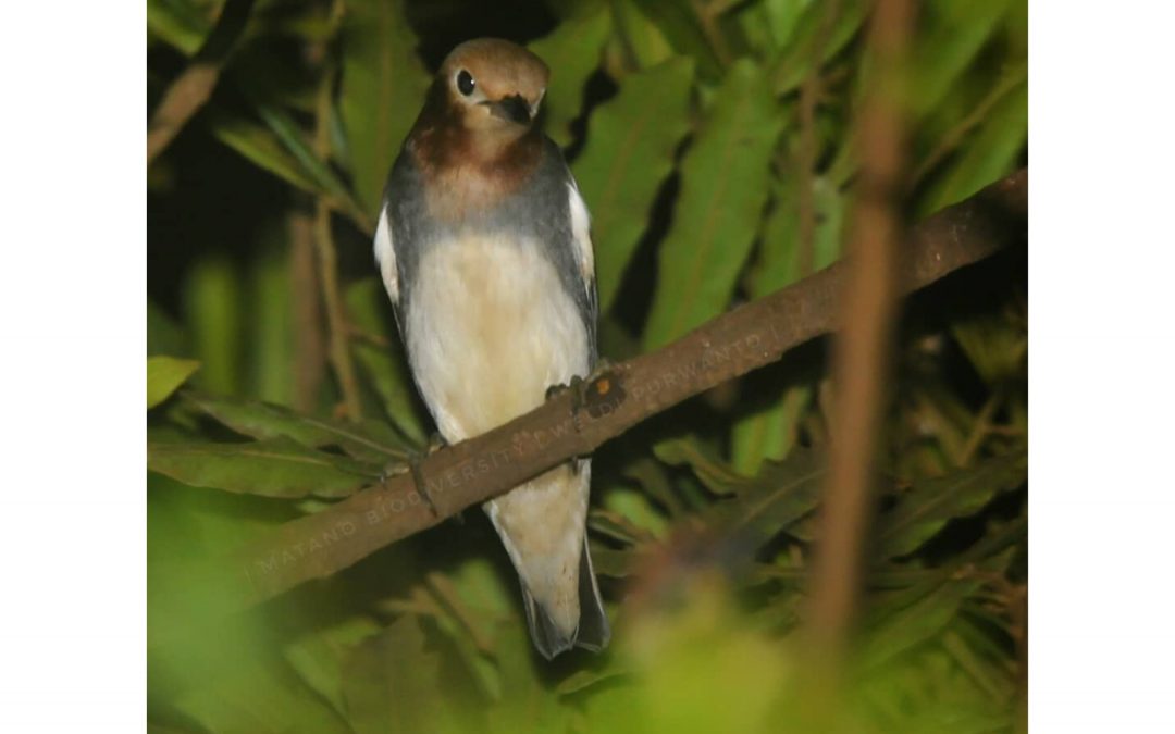 Jalak Filipina (Agropsar philippensis)