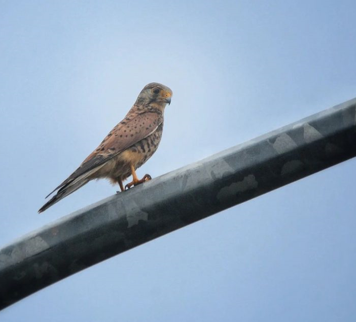 Alap-alap Sulawesi (Accipiter griseiceps)