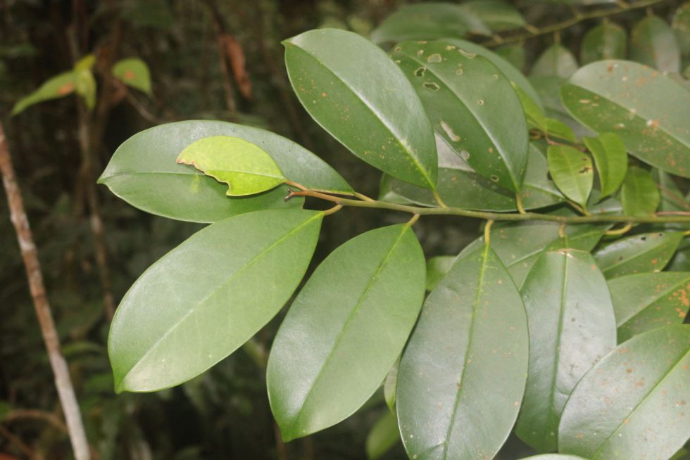 Belulang (Stemonurus celebicus)