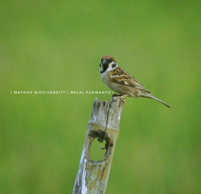 Burung Gereja Erasia (Passer montanus)