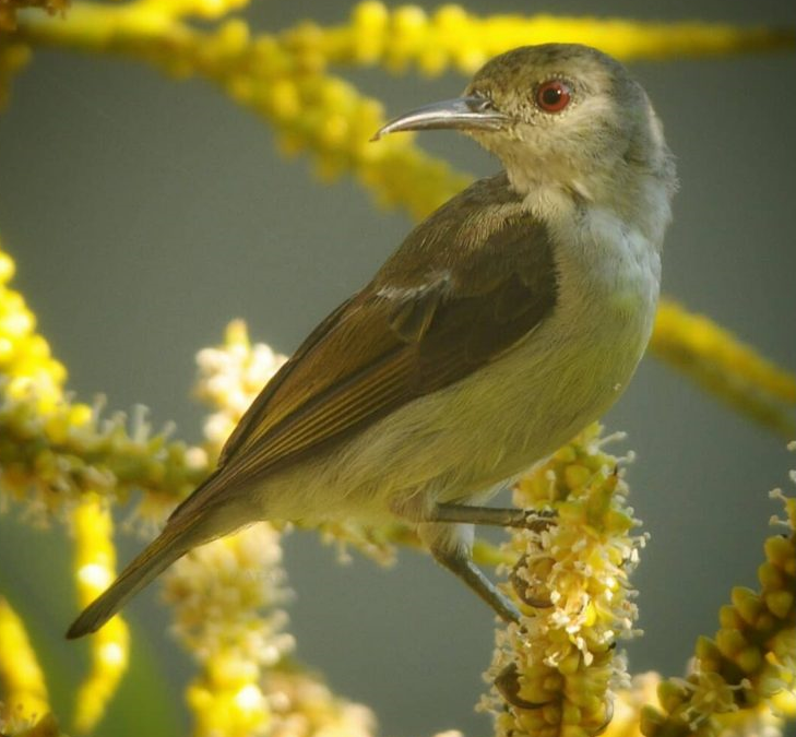 Burung-madu Kelapa (Anthreptes malacensis)