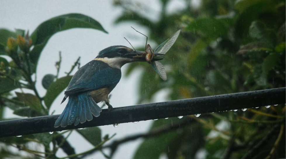 Cekakak Suci (Todiramphus sanctus)