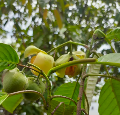 Dengen Buah Kecil (Dillenia celabica)