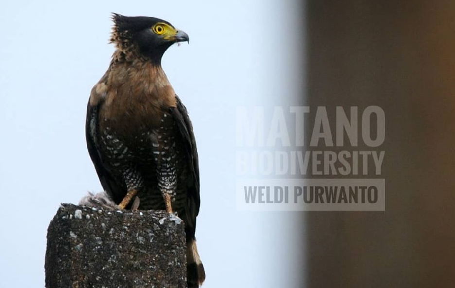 Elang-Ular Sulawesi (Spilornis rufipectus)